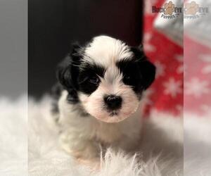 Mal-Shi Puppy for sale in KENT, WA, USA