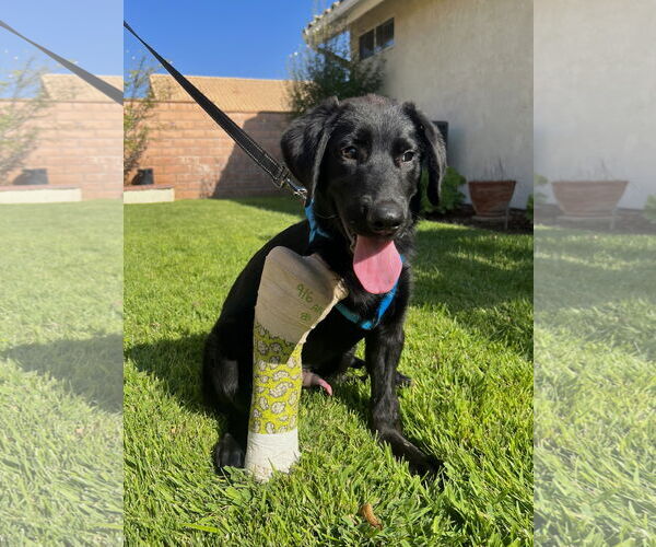 Medium Photo #14 Labrador Retriever-Unknown Mix Puppy For Sale in San Bernardino , CA, USA