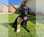 Small #13 Labrador Retriever Mix