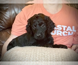 Double Doodle Puppy for sale in DAPHNE, AL, USA