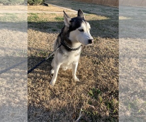 Siberian Husky Puppy for sale in KILLEEN, TX, USA