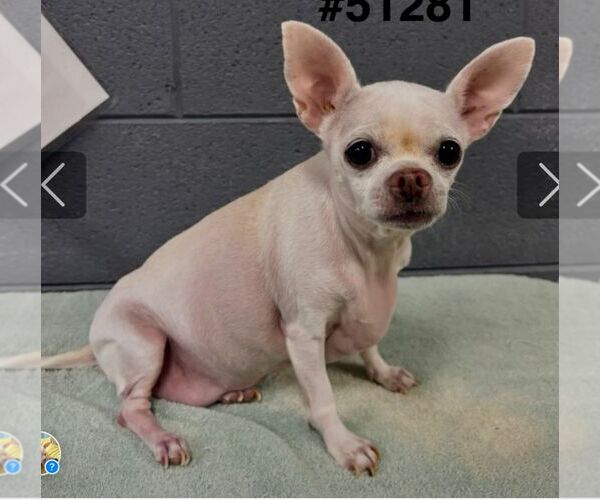 Medium Photo #1 Chihuahua Puppy For Sale in Staley, NC, USA