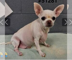 Chihuahua Dogs for adoption in Staley, NC, USA