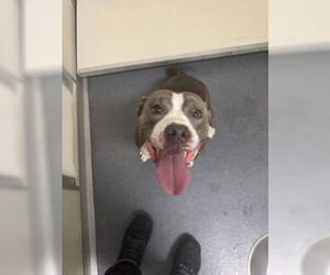 Mutt Dogs for adoption in Glen Allen, VA, USA