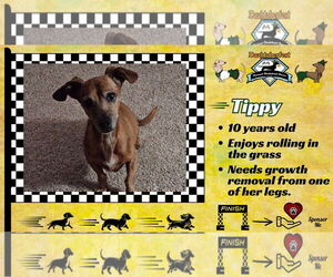 Dachshund Dogs for adoption in San Antonio, TX, USA