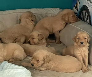 Golden Retriever Puppy for sale in SANTA ANA, CA, USA
