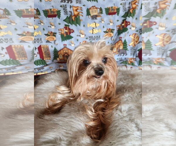 Medium Photo #4 Mutt Puppy For Sale in Bon Carbo, CO, USA