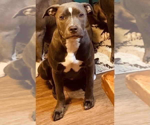 Medium Photo #1 American Bully-American Staffordshire Terrier Mix Puppy For Sale in BENNETT, CO, USA
