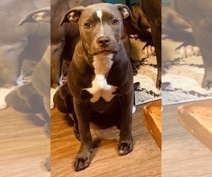 Mother of the American Bully-American Staffordshire Terrier Mix puppies born on 07/18/2022