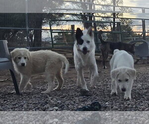 **LATTE - Female Aussie Pyrenees Dog for Adoption - Photo #2