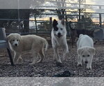 Small Photo #2 Aussie Pyrenees Puppy For Sale in Peralta, NM, USA