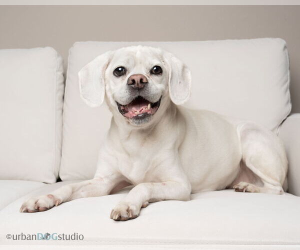 Medium Photo #2 Puggle Puppy For Sale in Tampa, FL, USA