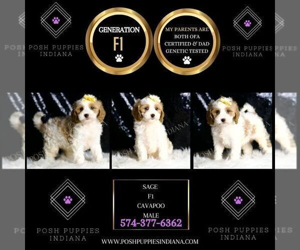 Medium Photo #4 Cavapoo Puppy For Sale in WARSAW, IN, USA