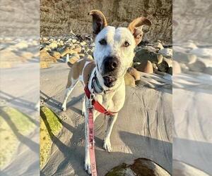 Mutt Dogs for adoption in Santa Barbara, CA, USA
