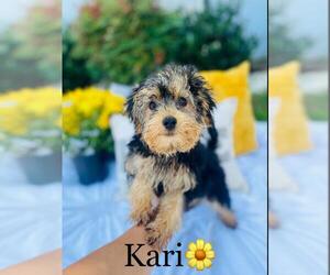 YorkiePoo Puppy for sale in ALGOOD, TN, USA