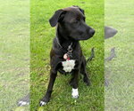Small #2 Labrador Retriever Mix