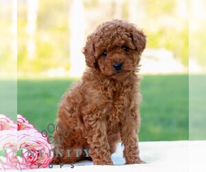 Cavapoo (Miniature) Puppy for sale in LITITZ, PA, USA