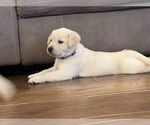 Small #5 Labrador Retriever