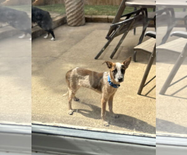 Medium Photo #3 Mutt Puppy For Sale in Dallas, TX, USA