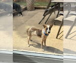 Small #2 Mutt