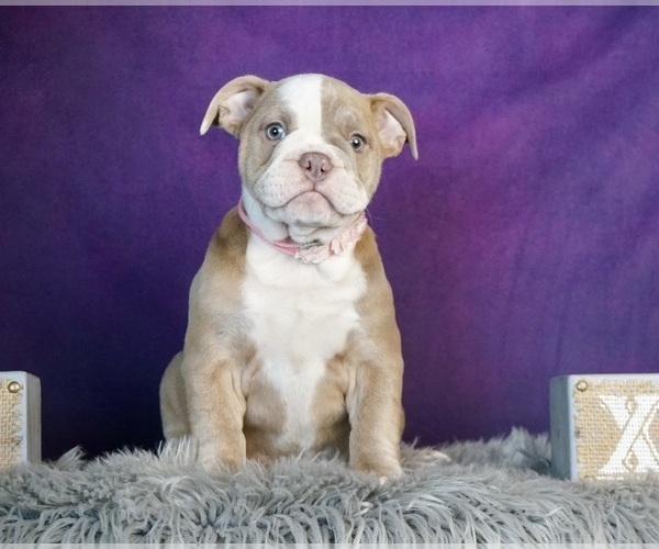 Medium Photo #2 Olde English Bulldogge Puppy For Sale in WARSAW, IN, USA