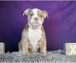 Small Photo #2 Olde English Bulldogge Puppy For Sale in WARSAW, IN, USA