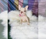 Small Photo #41 French Bulldog Puppy For Sale in CAPE CORAL, FL, USA