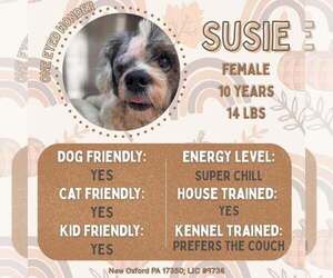 Shih Tzu-Unknown Mix Dogs for adoption in New Oxford , PA, USA