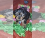 Small Photo #77 Yorkshire Terrier Puppy For Sale in AKRON, OH, USA