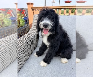Bernedoodle Puppy for Sale in SPENCER, Indiana USA