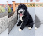 Bernedoodle - Female Bernedoodle Puppy for Sale - Small photo