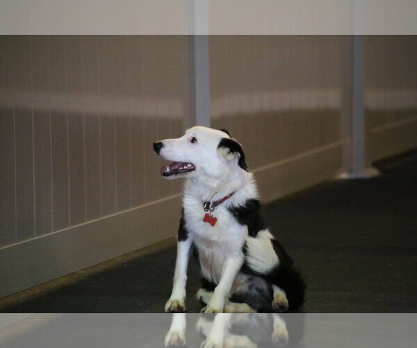 Medium Photo #45 Border Collie Puppy For Sale in Highland, IL, USA