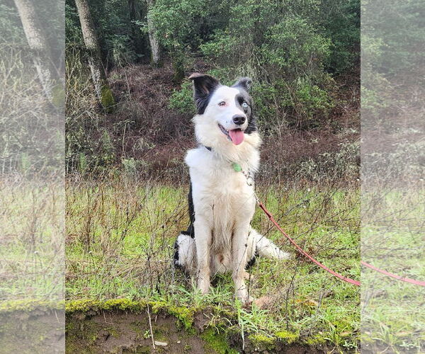 Medium Photo #1 Border Collie-Unknown Mix Puppy For Sale in Paso Robles, CA, USA