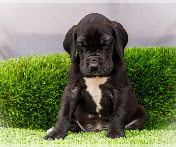Medium Photo #22 Great Dane Puppy For Sale in WAKARUSA, IN, USA