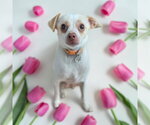 Small #1 Chihuahua Mix