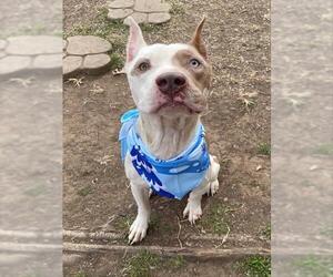 Mutt Dogs for adoption in Tulsa, OK, USA