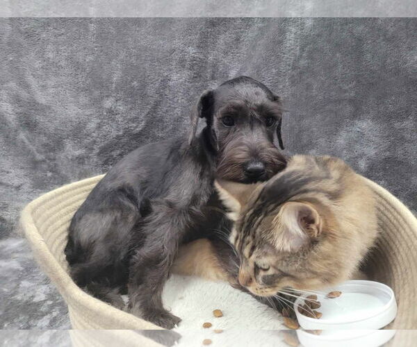 Medium Photo #3 Mutt Puppy For Sale in Lincolnwood, IL, USA