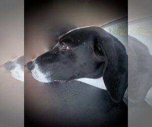 Pickle (Sacramento) - Female Basset Hound-Unknown Mix Dog for Adoption - Photo #7