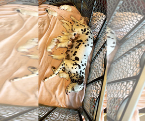 Dalmatian Puppy for sale in BRIGHTWOOD, NC, USA