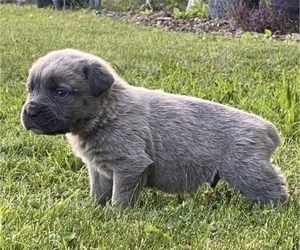 Cane Corso Puppy for Sale in BELGRADE, Montana USA