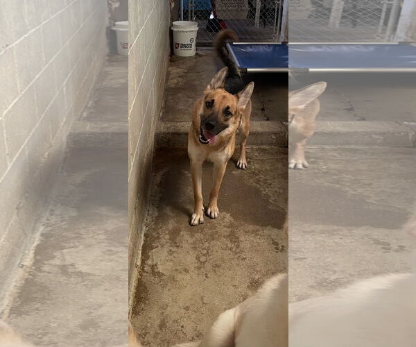 Medium Photo #2 German Shepherd Dog-Unknown Mix Puppy For Sale in El Centro, CA, USA