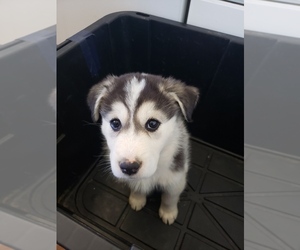 Anatolian Shepherd-Siberian Husky Mix Dog for Adoption in WATERFORD, California USA