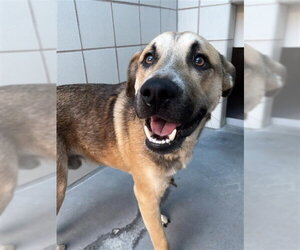 German Shepherd Dog-Unknown Mix Dogs for adoption in Corpus Christi, TX, USA