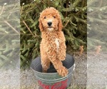 Small #1 Goldendoodle (Miniature)
