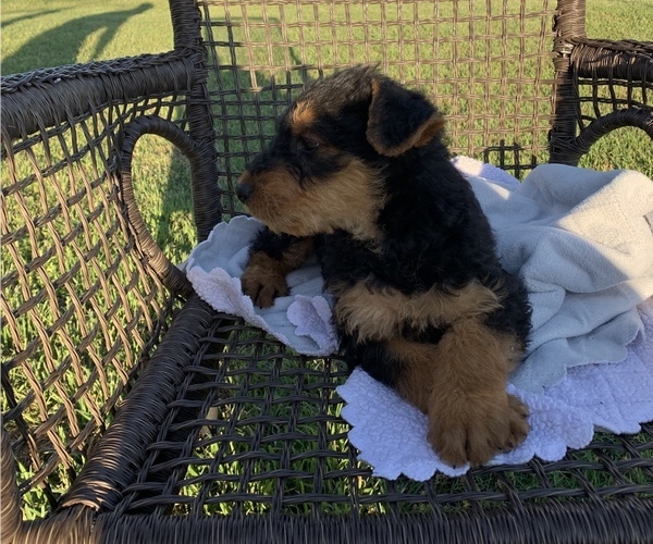 Medium Photo #2 Airedale Terrier Puppy For Sale in JOSHUA, TX, USA