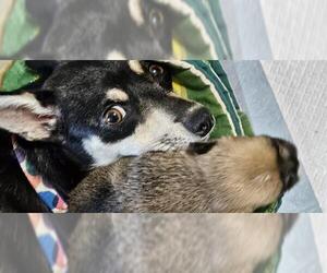 Chihuahua Dogs for adoption in San Antonio, TX, USA