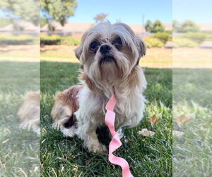 Shih Tzu Dogs for adoption in Davis, CA, USA