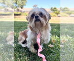 Small Shih Tzu