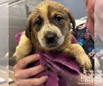Small #1 Retriever  Mix