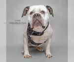 Small American Bulldog Mix